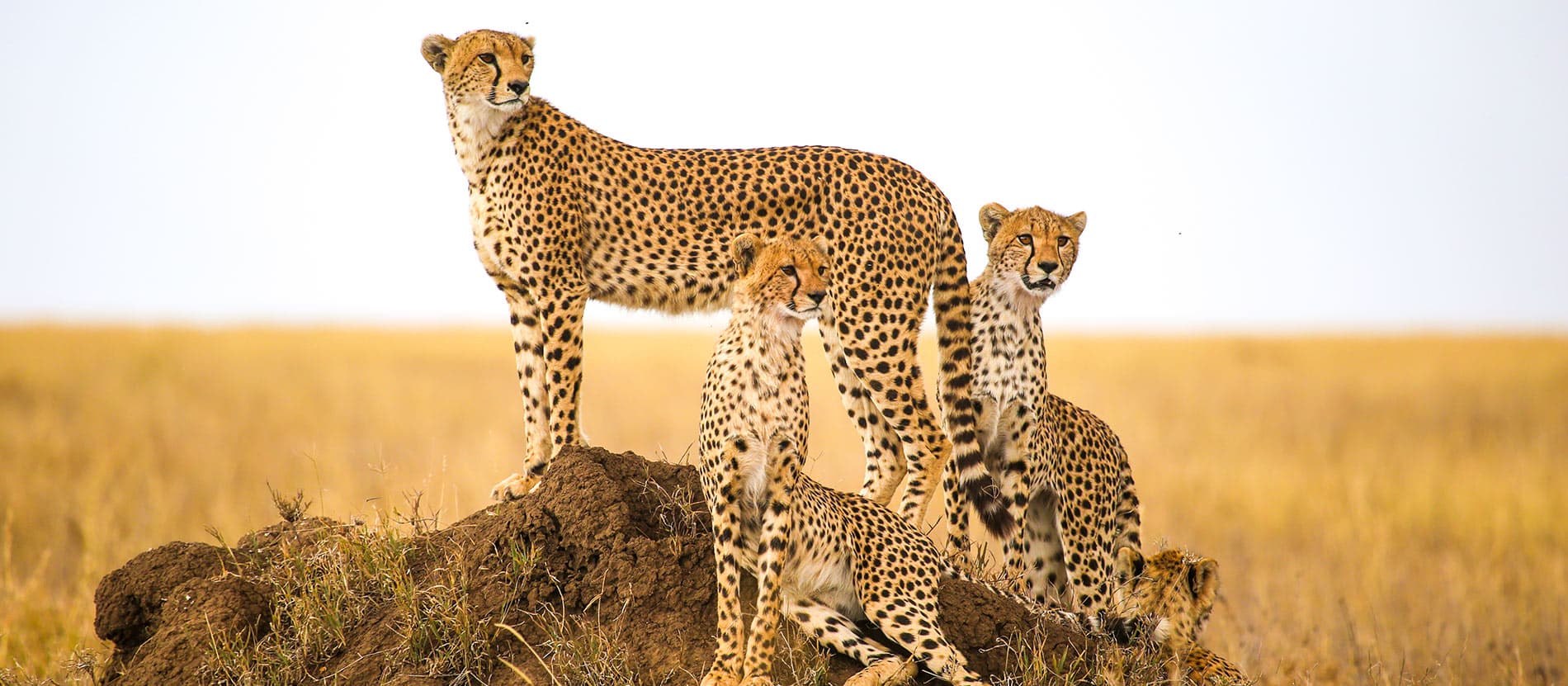 A cheetah and her three cubs on the Tanzanian savanna