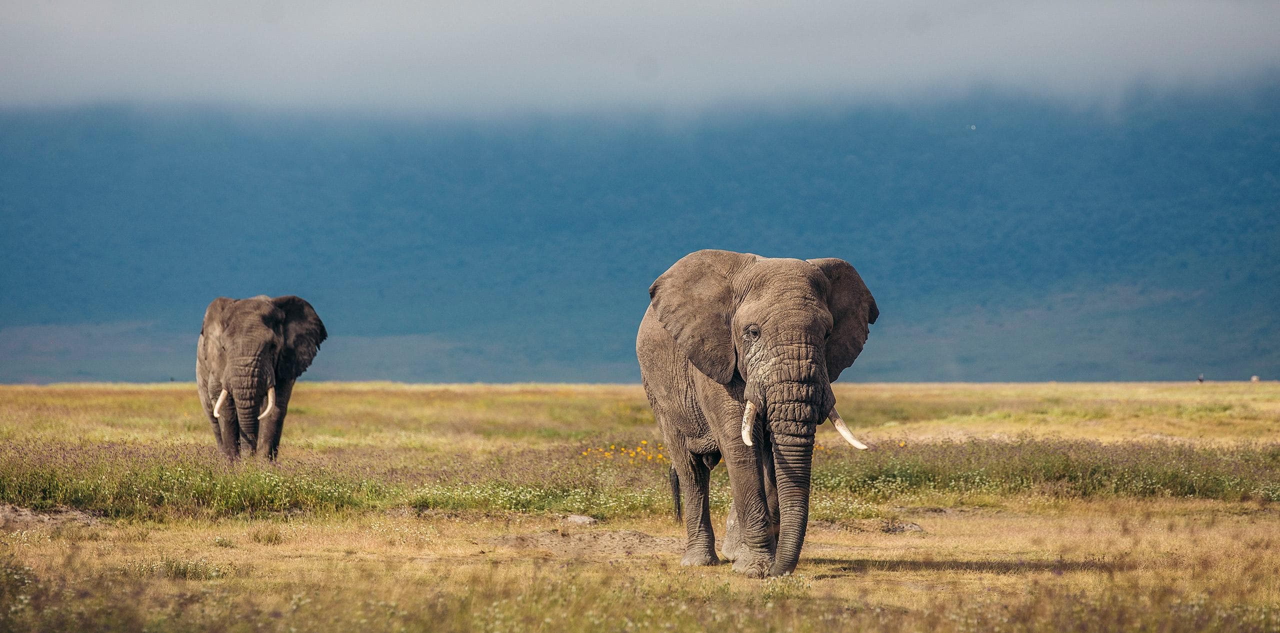 Elephants crossing open grassland in northern Tanzania